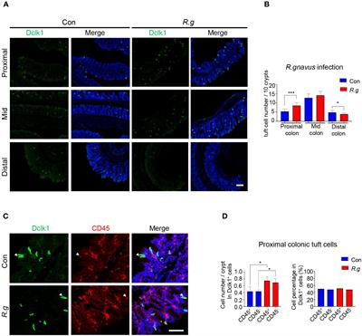 Tuft cells utilize taste signaling molecules to respond to the pathobiont microbe Ruminococcus gnavus in the proximal colon